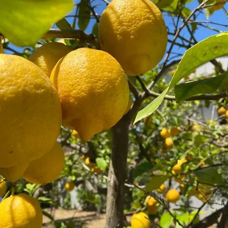 לינה וארוחת בוקר Tequila 3*